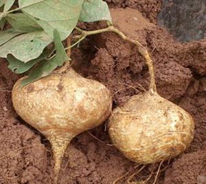 怀孕的人可以吃土瓜吗,土瓜在孕期食用安全解析