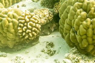 ccggme吃瓜,揭秘娱乐圈背后的那些事儿