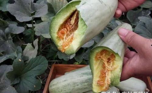 孕妇吃普通的大瓜,孕妇健康饮食新选择