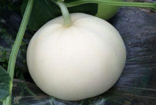 吃梨瓜嘴里长泡