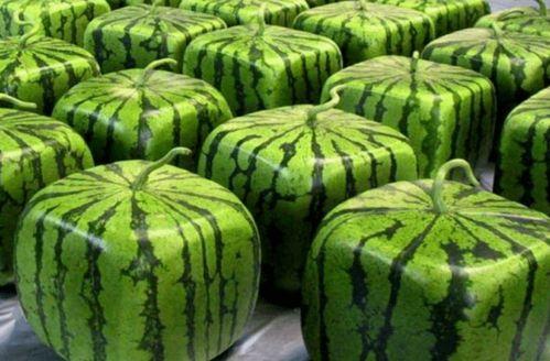 全网火爆吃瓜,火爆吃瓜事件背后的真相揭秘