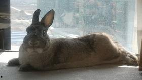 兔崽吃瓜,揭秘娱乐圈的甜蜜瓜田