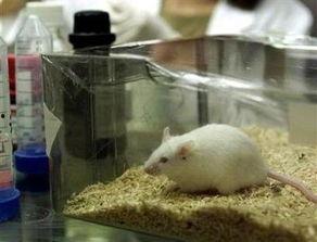 小白鼠吃瓜降温,小白鼠的降温新选择