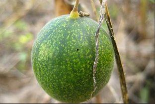 鸡吃马泡瓜,一场奇妙的田园邂逅
